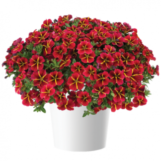Калибрахоа Colibri Exotic Red Bling (срезы/5шт)