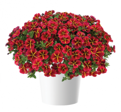 Калибрахоа Colibri Exotic Red Bling (срезы/5шт)