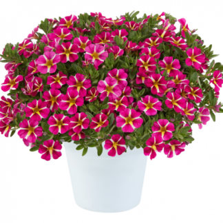 Калибрахоа Colibri Pink Bling (0,1л)