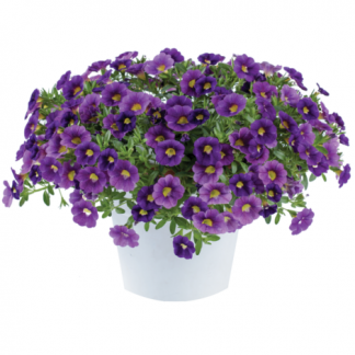 Калибрахоа Colibri Plum (срезы/5шт)