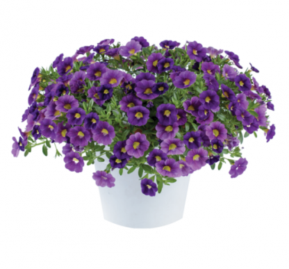 Калибрахоа Colibri Plum (срезы/5шт)