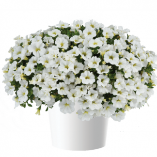 Калибрахоа Colibri Pure White (0,1л)