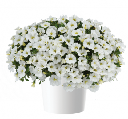 Калибрахоа Colibri Pure White (0,1л)
