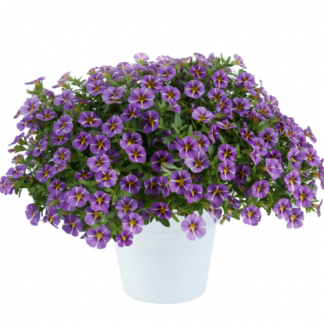 Калибрахоа Colibri Purple Bling (0,1л)
