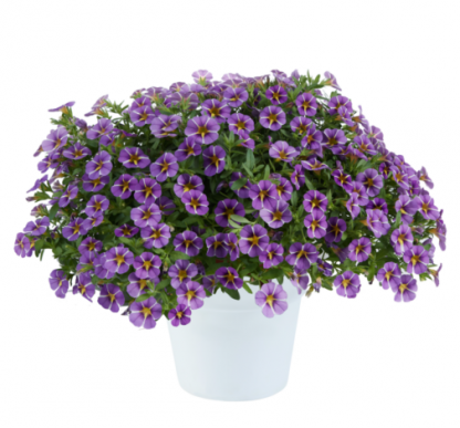 Калибрахоа Colibri Purple Bling (0,1л)