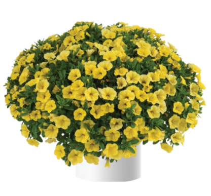 Калибрахоа Colibri Yellow Canary (0,1л)