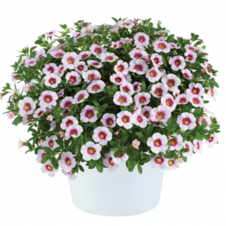 Калибрахоа Eyeconic Cherry Blossom (0,1л)