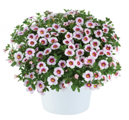 Калибрахоа Eyeconic Cherry Blossom (0,1л)