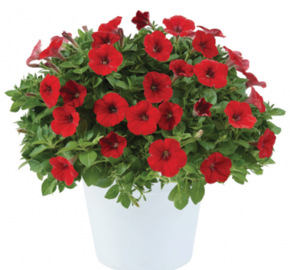 Петуния Littletunia Bright Red (0,1л)