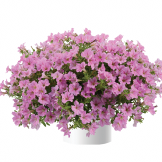 Петуния Littletunia Pink (0,1л)