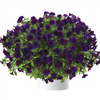Петуния Littletunia Purple Blue (0,1л)