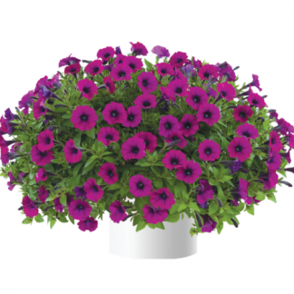 Петуния Littletunia Shiraz (0,1л)