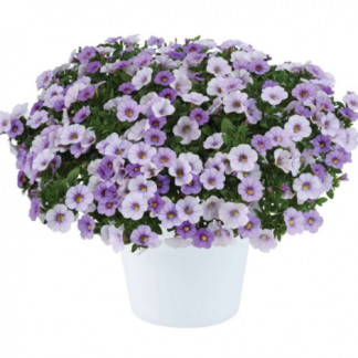 Калибрахоа Ombre Blue (0,1л)