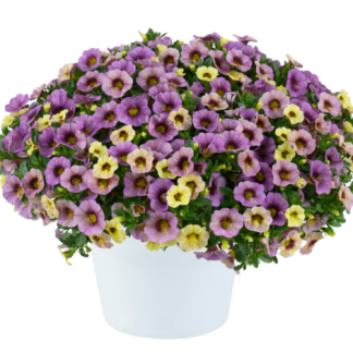 2024 Калибрахоа Ombre Purple (0,1л)