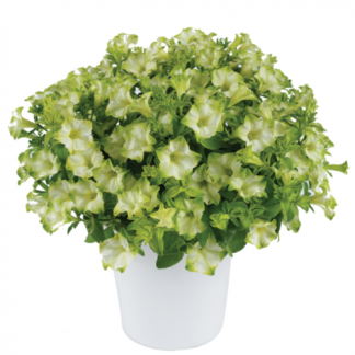 Петуния Ray Pistachio Cream (0,1л)