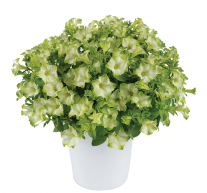 Петуния Ray Pistachio Cream (0,1л)