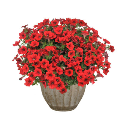 Петуния Surfinia Table Dark Red (0,1л) — изображение 2