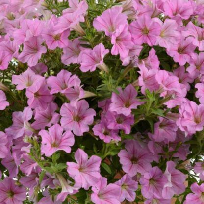 Петуния Littletunia Pink (срезы/5шт)