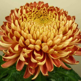 Хризантема корейская Hanenburg Red (0,1л)