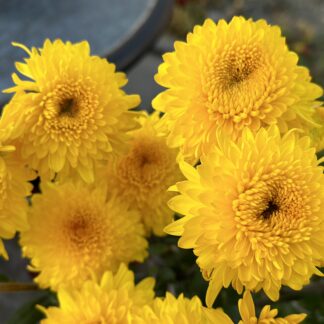 Хризантема корейская Pompon Yellow (0,1л)