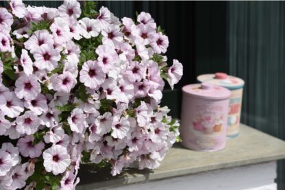 Петуния Sweetunia Surprise White Orchid  (0,1л)