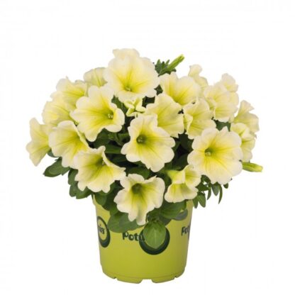 Петуния Potunia Yellow (срезы/5шт)