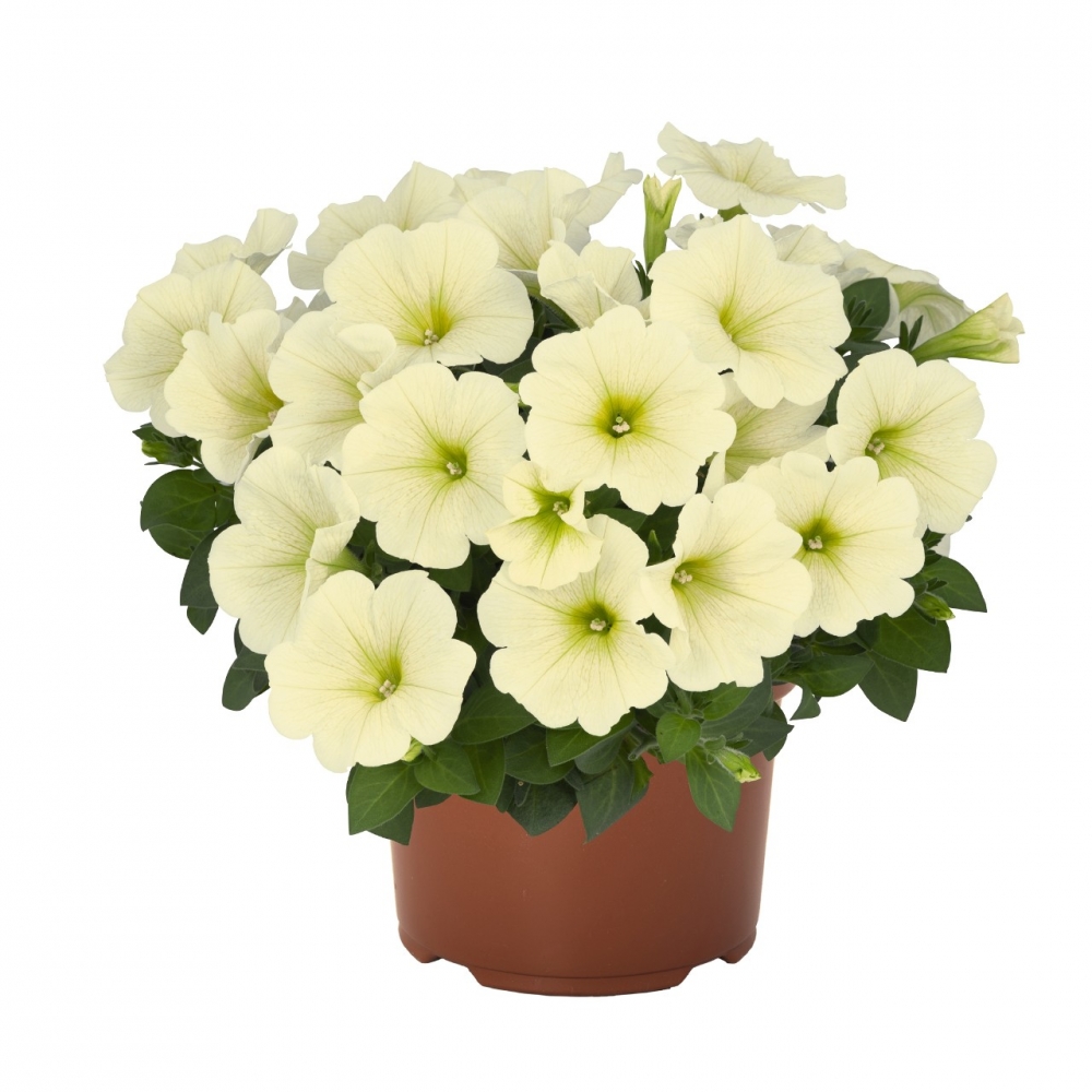 Петуния Potunia Popcorn (срезы/5шт)