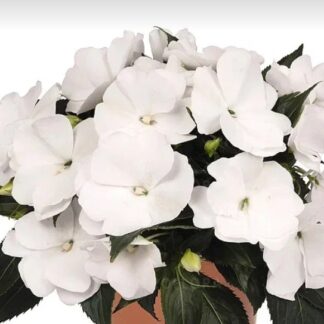 Бальзамин Новогвинейский Magnum Pure White (0,1л)