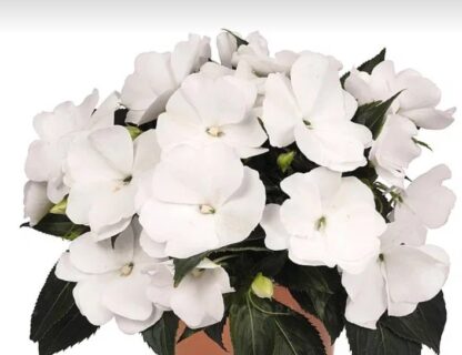 Бальзамин Новогвинейский Magnum Pure White (0,1л)