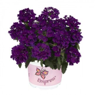 Вербена Empress Flair Blue (0,1л)