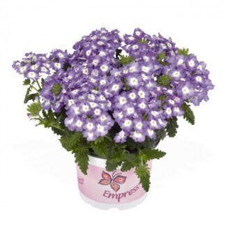 Вербена Empress Flair Blue Charme (0,1л)