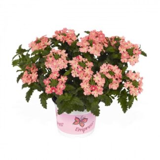 Вербена Empress Flair Peach (0,1л)