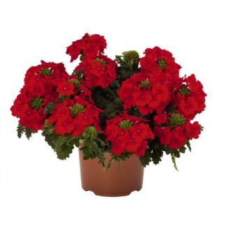 Вербена Empress Flair Red (0,1л)