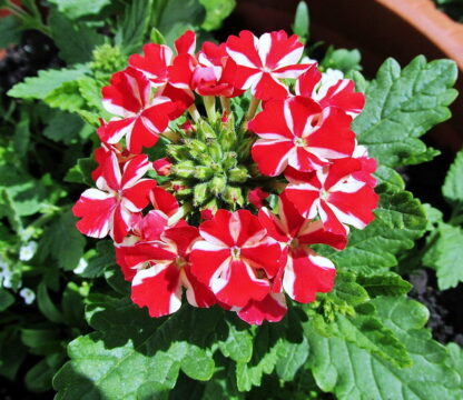 Вербена Empress Flair Red Star (0,1л)