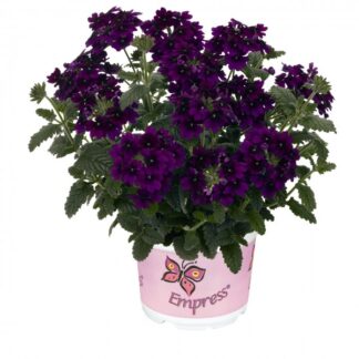 Вербена Empress Flair Violet Blue (срезы/5шт)