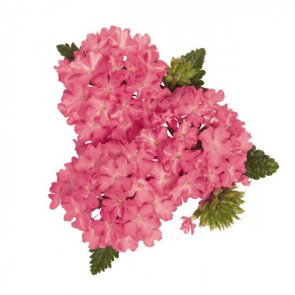 Вербена Empress Sun Pink (срезы/5шт)