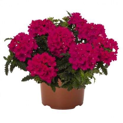 Вербена Lindolena Magenta (срезы/5шт)