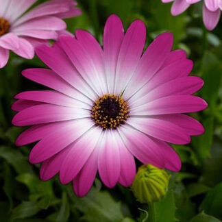 Остеоспермум Фловер Повер Кристал Пинк (Flower Power Crystal Pink) (0,1л)