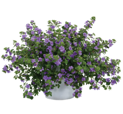 Бакопа SCOPIA DOUBLE INDIGO (0,1л)