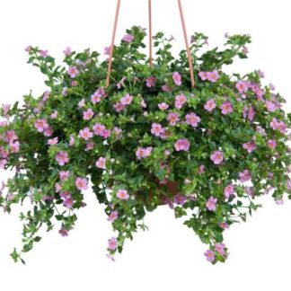 Бакопа SCOPIA GREAT PINK BEAUTY (0,1л)