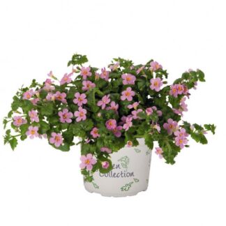 Бакопа Bahia Pink Sand (0,1л)