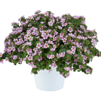 Бакопа SCOPIA GULLIVER BLUSH (0,1л)