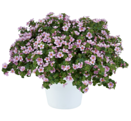 Бакопа SCOPIA GULLIVER BLUSH (0,1л)