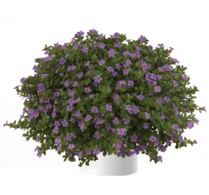 Бакопа Scopia Great Regal Blue (0,1л)