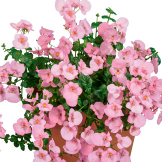 Диасция Darla Light Pink (Дарла Лайт Пинк) (0,1л)