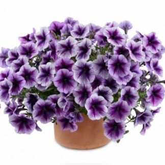 Петуния Ray Purple Vein (срезы/5шт)