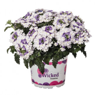 Вербена Wicked Purple (0,1л)