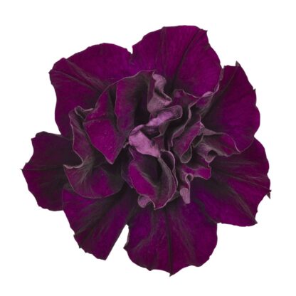 Петуния Origami Burgundy (срезы/5шт) — изображение 2