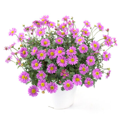 Брахикома Fresco Candy (срезы/5шт)