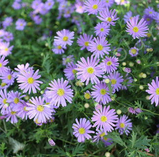 Брахикома Fresco Purple (срезы/5шт)